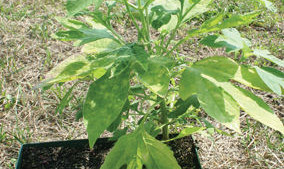 Weeds In Waiting