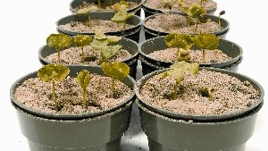 Micronutrients, Macro Changes