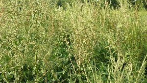 Weed Management Program Profiles