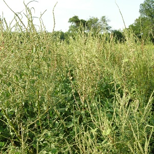 Ask An Expert: What’s The Deal With Herbicide Resistance Testing?