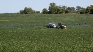 Consider Economics First Before Spraying Fields For Aphids Or Weeds