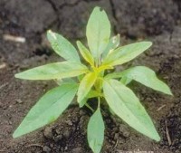 New Herbicides For 2012