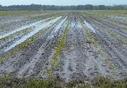 Micronutrients Weather Season Well