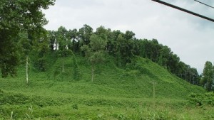 Kudzu: Where The Wild Things Are