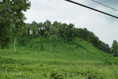 Kudzu: Where The Wild Things Are