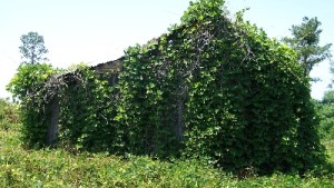 Smartphone App, Poster Help Identify Kudzu