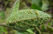 Are We Going To Have Aphids Or Not?