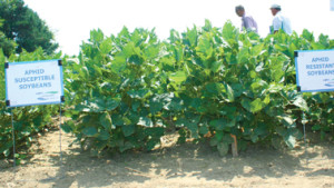 Syngenta’s CruiserMaxx Beans Takes Top No-Till Honors