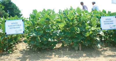 Syngenta's CruiserMaxx Beans Takes Top No-Till Honors - CropLife