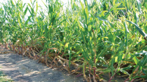 Crop Protection: Just Getting Better