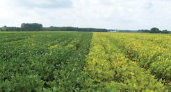 Southern States Coop Grower Sets Georgia Soybean Yield Record
