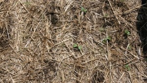 10 Ways Cover Crops Enhance Soil Health