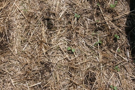 Study: Cover Crops Make Corn Stover More Sustainable, Profitable