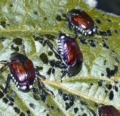 Crop Protection: Chomping At The Bit