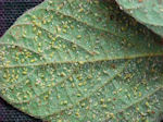 Rise Of The Pests