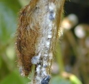 Pest Pressure Watch
