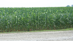 Largest Corn Waste-To-Ethanol Plant Opens In Iowa