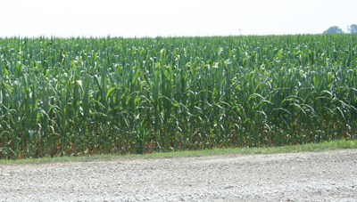 Survey: Farmland Values Continued To Rise In Second Quarter 2013