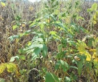 Weed Worries Worsening