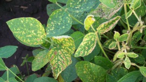 Kentucky: Soybean Sudden Death Syndrome Showing Up