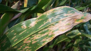 2011 Fungicide Review