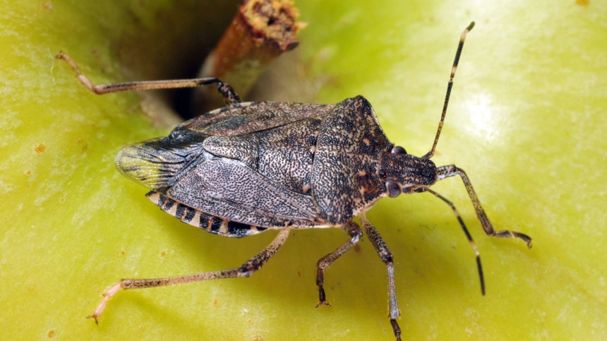 Experts Weigh In On Managing Soybean Insects