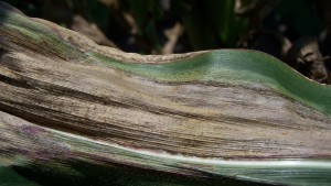 CropLife 100: Fungicides Trending Up