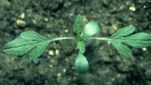The Changing Face Of Weed Control