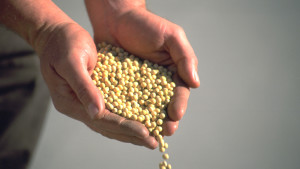 Seed Treatment: Advantages And Limitations
