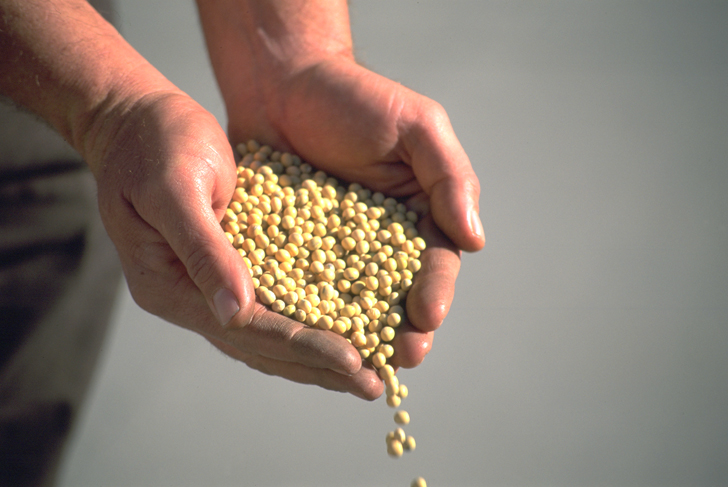 Seed Treatment: Advantages And Limitations