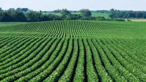 Soybean Association Comments On EPA’s RFS Rule