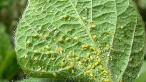 Insects Weave A Tangled Web