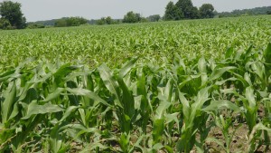 State Of Agriculture: Irrational Exuberance Or The New Normal?