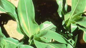 4 Tips to Identify Micronutrient Deficiencies