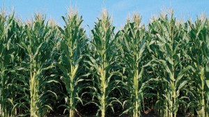 Seed Systems Top Watch List