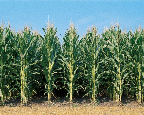 Plant Biotechnology Companies Launch “GMO Answers”