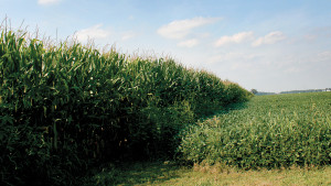 Is Agriculture Facing A Bubble?