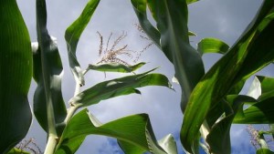 Declining Commodity Prices Not The End Of The World