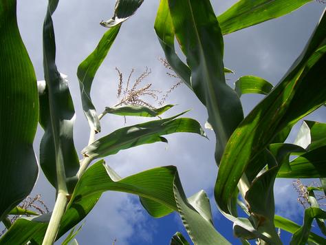 Sponsor Profiles: Simplot, SST And WinField Support CropLife State Of The Industry Report