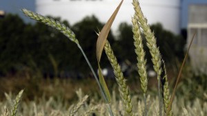 BASF Site Expansion to Focus on Seed Treatment Formulations, Job Creation