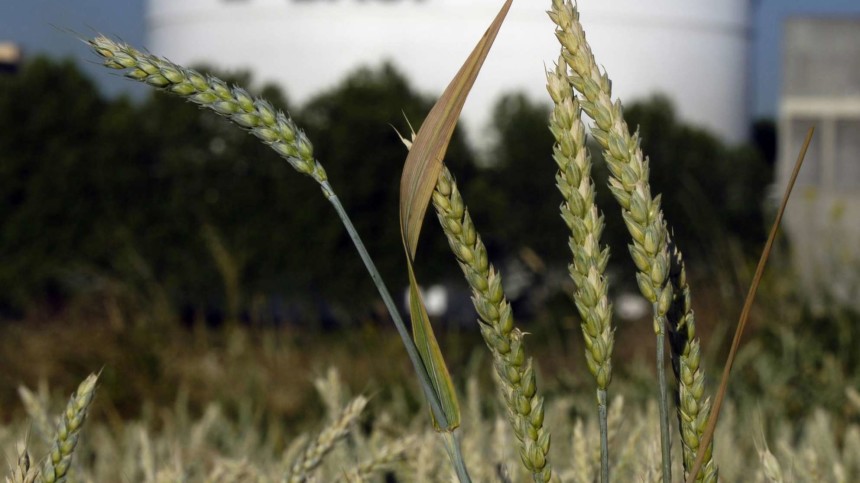 USDA Signs Off On Dicamba-Tolerant Trait In Cotton, Soybeans