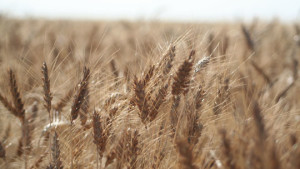 Monsanto: Test Results On Wheat Varieties Are Clean