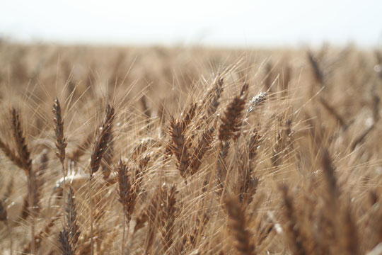 Monsanto: Test Results On Wheat Varieties Are Clean