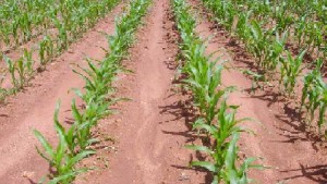 EPA Approves IMIFLEX Herbicide for Use in igrowth Sorghum