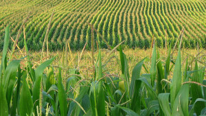 EPA Approves Dow’s POWERCORE Corn Trait