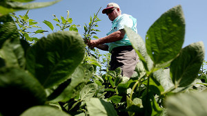 PPO Resistant Pigweed Hits The Mid-South