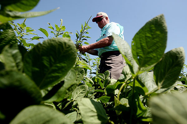 Precision Ag, Weed Control Practices Both Key In Herbicide Resistance Fight