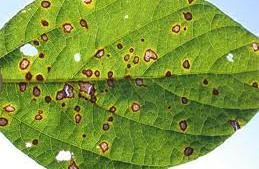 Fungicides Can Boost Health, Reduce Risk