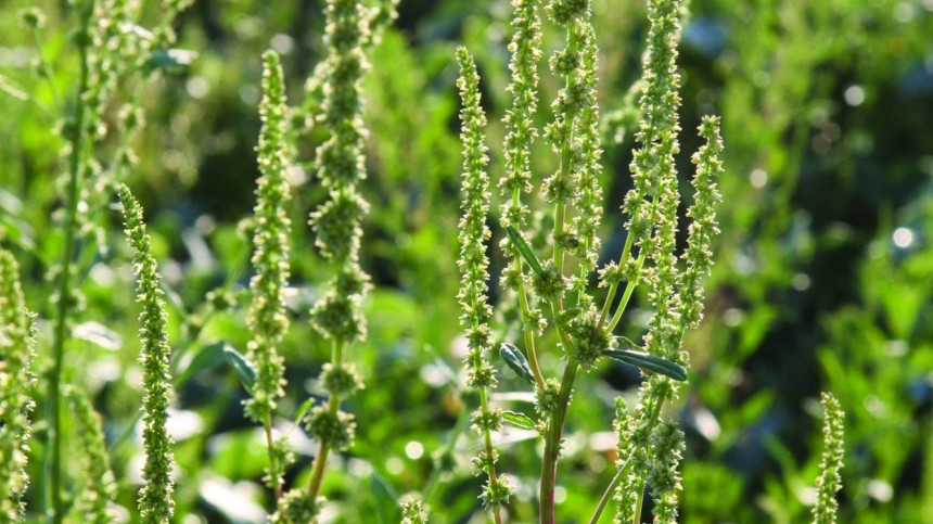 Genetic Literacy Project: Farmers Need More Herbicide Choices