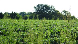 New EPA Glyphosate Restrictions Leaked To Reuters